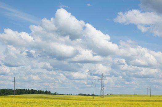 Field of flowering oilseed rape and power line on a background of clouds