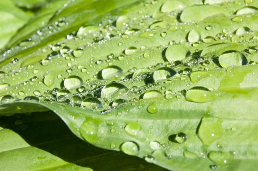 Raindrops on a large leaf