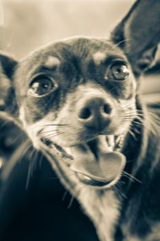 Old black and white picture of a very happy and cheerful mexican brown russian toy terrier dog on the lap in the car in Tulum Quintana Roo Mexico.