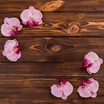 orchids wooden tabletop