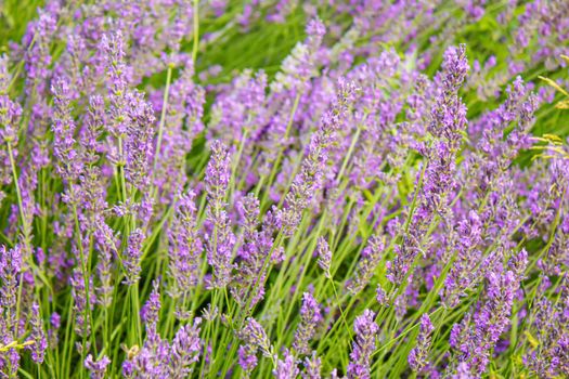 Blooming lavender field. Summer flowers. Selective focus nature