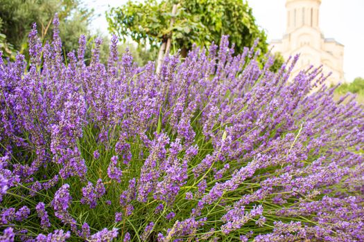 Blooming lavender field. Summer flowers. Selective focus nature