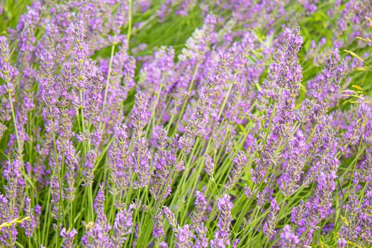 Blooming lavender field. Summer flowers. Selective focus nature