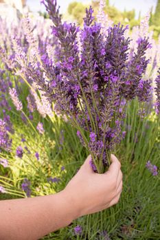 Girl in a flowering field of lavender. Selective focus. nature.