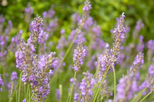 Blooming lavender field. Summer flowers. Selective focus nature