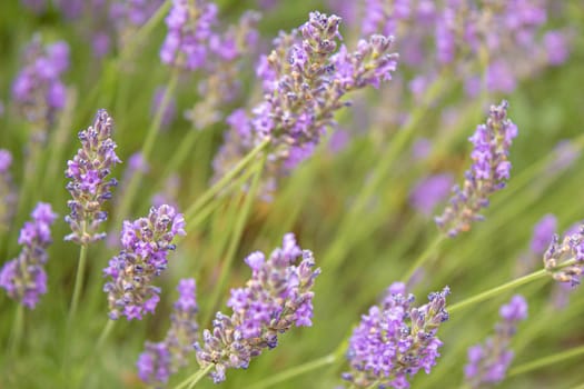 Blooming lavender field. Summer flowers. Selective focus nature