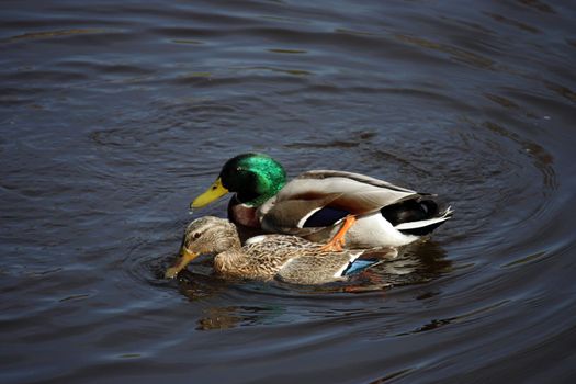 Pair of wild Mallard Ducks swim on the calm, mirror-like water of the lake. Anas platyrhynchos