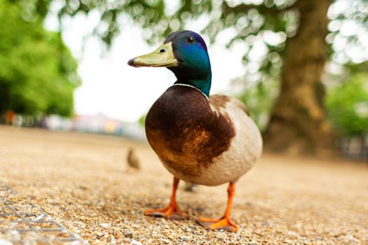 Duck living in a city park. Duck portrait.