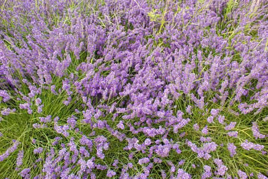 Blooming lavender field. Summer flowers. Selective focus nature