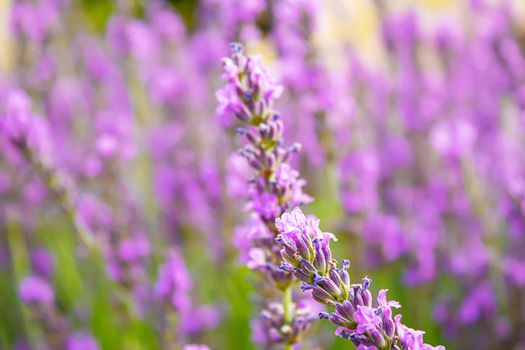 Blooming lavender field. Summer flowers. Selective focus nature