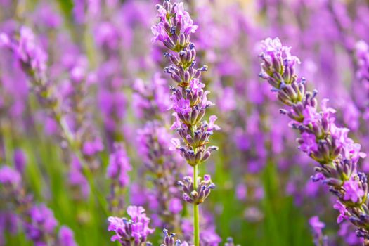 Blooming lavender field. Summer flowers. Selective focus nature