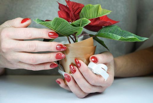 female hands with beautiful red holiday manicure design holding mini poinsettia flower, christmas decor for beauty, High quality photo