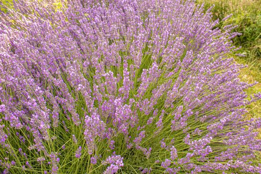 Blooming lavender field. Summer flowers. Selective focus nature