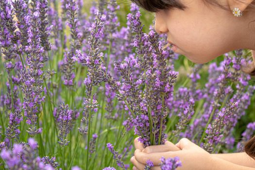 Girl in a flowering field of lavender. Selective focus. nature.