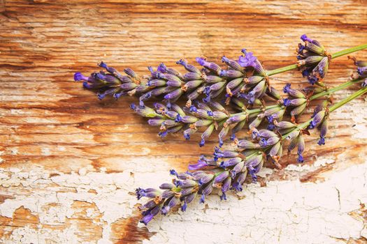 Lavender essential oil in a small bottle. Selective focus. nature.