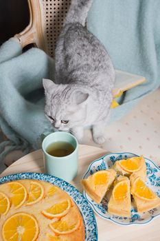 gray kitten sits in an armchair with a warm blanket and books and sniffs a warm blanket,a orange pie, cozy vibes, warm home environment. High quality photo