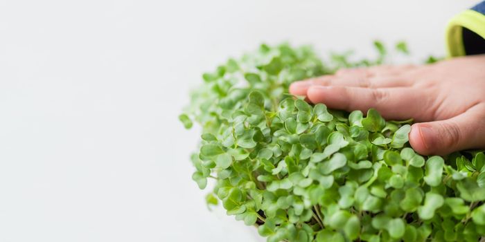 Little kid is touching micro greens. Growing micro plants at home for health or vegan nutrition. Seed germination at home. Banner with copy space.