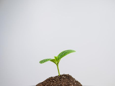 Zucchini sprout on white background