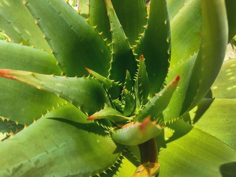 Green Aloe leaves with spikes. Natural background with prickly plant.