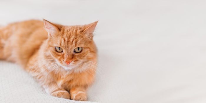 Cute ginger cat on white textile background. Attentive looking domestic animal. Fluffy pet. Background with copy space.