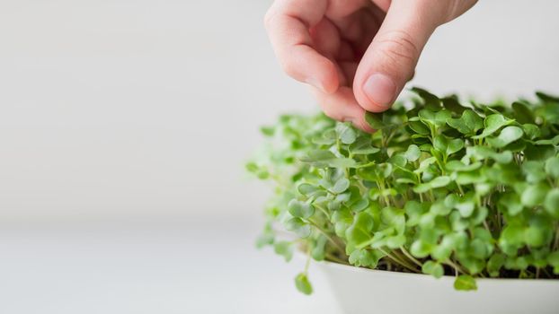 Little kid is touching micro greens. Growing micro plants at home for health or vegan nutrition. Seed germination at home. Banner with copy space.