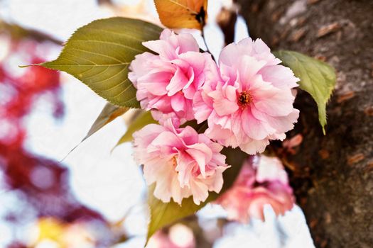 Flowers of wild cherry on tree  in springtime-sweet cherry or bird cherry -flowering plant in the rose family