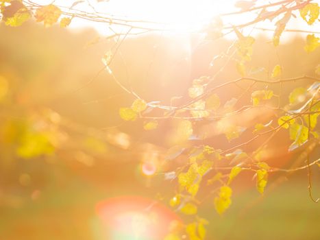 Birch tree with last leaves. Autumn background. Orange sunset at fall season.