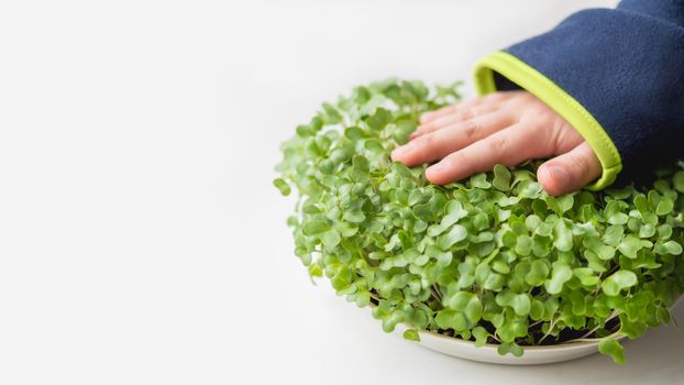 Little kid is touching micro greens. Growing micro plants at home for health or vegan nutrition. Seed germination at home. Banner with copy space.