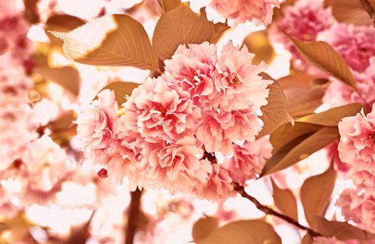 Flowers of wild cherry on tree  in springtime-sweet cherry or bird cherry -flowering plant in the rose family