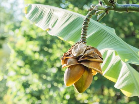 Big flower of banana grass. Green leaves and flower in bloom of tropic plant.