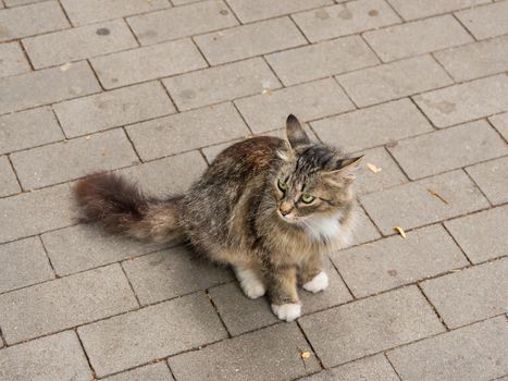 Green-eyed stray cat. Fluffy undomestic feline. Homeless animal on pavement.