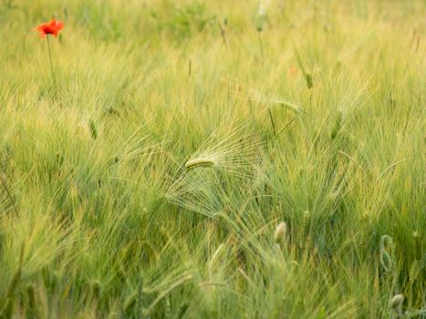 Red poppy flower on field of rye. Green plant with red buds. Growing cereal plants. Agriculture.