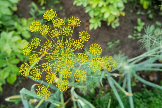 Yellow flowers of dill or Anethum graveolens. Gardening outdoors. Agriculture on personal ground. Growing organic vegetables and herbs in greenhouses and open air.