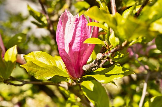 Pink flower of magnolia on tree branch ,