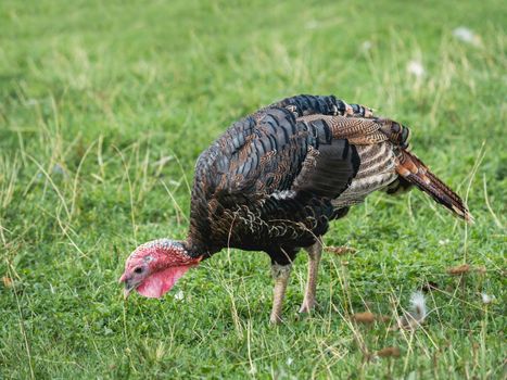 Turkey hen grazes on lawn. Female turkey bird is searching for food in green grass.