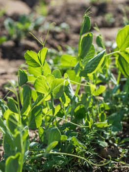 Green pea seedling in open ground. Green fresh leaves of edible plant. Gardening at spring and summer. Growing organic food.