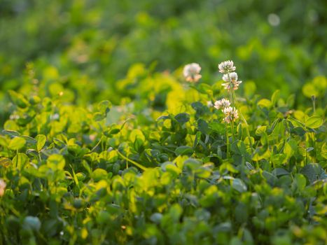 White clover on blurred green grass background. Flowers in bloom at sunset. Summer natural background.