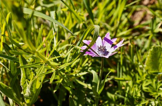 Purple flowers of anemone hortensis , broad leaved anemone ,perennial flowering plant