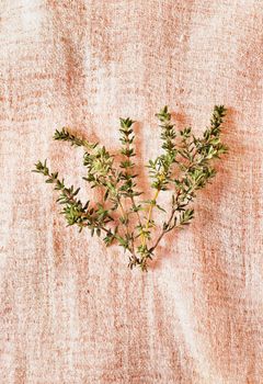 Bunch of fresh thymus on colored background, culinary herb