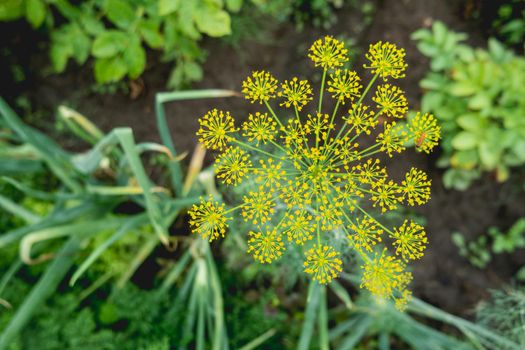Yellow flowers of dill or Anethum graveolens. Gardening outdoors. Agriculture on personal ground. Growing organic vegetables and herbs in greenhouses and open air.