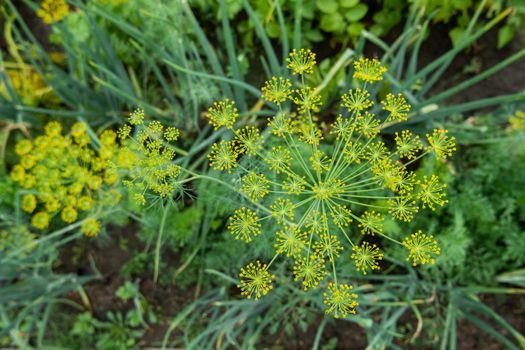 Yellow flowers of dill or Anethum graveolens. Gardening outdoors. Agriculture on personal ground. Growing organic vegetables and herbs in greenhouses and open air.