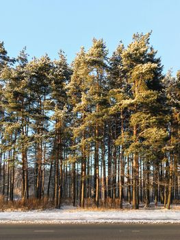 High pine trees grow along countryside road. Rural landscape with trees near asphalt road bed. Sunny winter day.