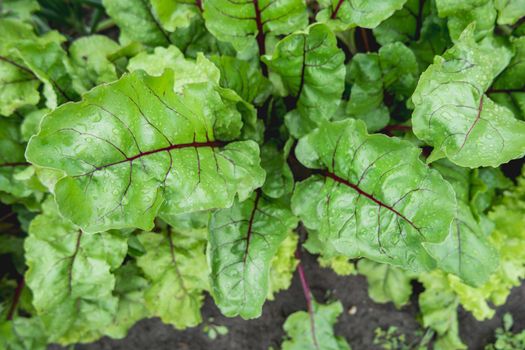 Beet in open ground. Green fresh leaves of edible beetroot plant. Gardening at spring and summer. Growing organic food.