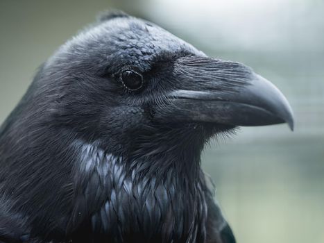 Close up portrait of common raven or corvus corax on green grass blurred background.