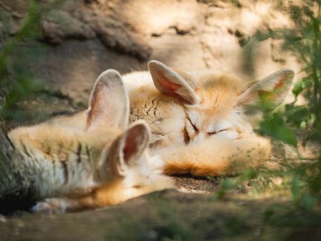 Pair of fennec fox or Vulpes zerda is sleeping on ground. Small crepuscular foxes have a rest in shadow in sunny summer day.