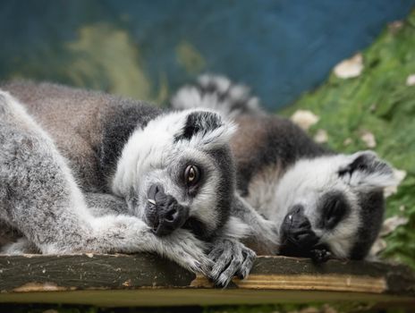 Sleeping pair of ring-tailed lemur or lemur catta. Grey fluffy animals have a nap on wooden plank.