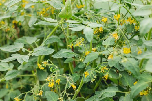 Yellow flowers of tomatoes on shrub. Gardening outdoors. Agriculture on personal ground. Growing organic vegetables in greenhouses and open air.