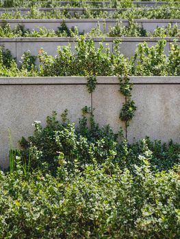 Landscaping in urban park - growing plants and flowers on concrete levels. Stone stairs with flower beds at sunlight. Regular rows of plants.