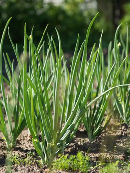 Onion in open ground. Green fresh leaves of edible plant. Gardening at spring and summer. Growing organic food.