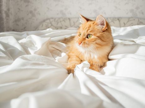 Cute ginger cat is lying on white linen in bed. Fluffy pet at home. Curious domestic animal in bedroom.